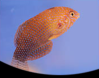 picture of Potters Leopard Wrasse Hawaii Sml                                                                    Macropharyngodon geoffroyi