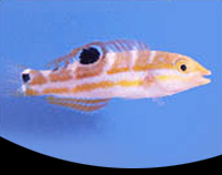 picture of Pudding Wife Wrasse Sml                                                                              Halichoeres radiatus