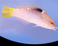 picture of Checkerboard Wrasse Med                                                                              Halichoeres hortulanus