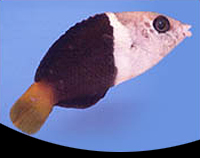 picture of Banner Wrasse Sml                                                                                    Hemigymnus melapterus