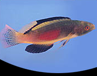 picture of Rhomboid Fairy Wrasse Male Sml                                                                       Cirrhilabrus rhomboidalis