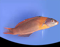 picture of Saddle Wrasse Hawaii Med                                                                             Thalassoma duperreyi