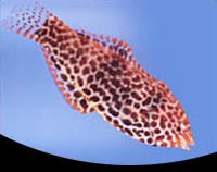 picture of Leopard Wrasse Sml                                                                                   Macropharyngodon meleagris