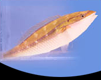 picture of Orange Axil Wrasse Med                                                                               Stethojulis bandanensis