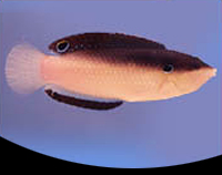 picture of China Wrasse Med                                                                                     Anampses neoguinaicus