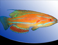 picture of Carpenter's Flasher Wrasse Sml                                                                       Paracheilinus carpenteri