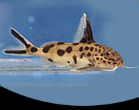 picture of Synodontis Multipunctatus Catfish Lrg                                                                Synodontis multipunctatus