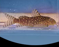 picture of Synodontis Angelicus Catfish Reg                                                                     Synodontis angelicus