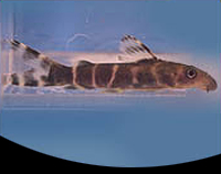 picture of Synodontis Brichardi Catfish Reg                                                                     Synodontis brichardi