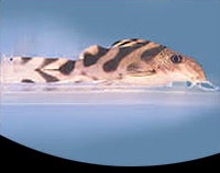 picture of Synodontis Decorus Catfish Florida Lrg                                                               Synodontis decorus