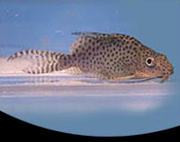 picture of Synodontis Eupterus Catfish Florida Lrg                                                              Synodontis eupterus