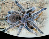 picture of Rosehair Tarantula Med                                                                               Grammostola rosea