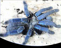 picture of Cobalt Blue Birdeater Tarantula Med                                                                  Haplopelma lividum