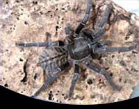 picture of Vietnamese Tiger Birdeater Tarantula Med                                                             Haplopelma minax