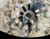 picture of Mexican Red Knee Tarantula Sml                                                                       Brachypelma smithi