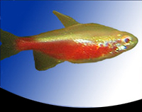 picture of Gold Cardinal Tetra Reg                                                                              Paracheirodon axelrodi 'Gold'