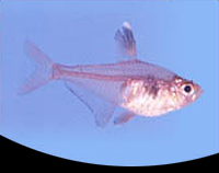 picture of Red Phantom Tetra Sml                                                                                Hyphessobrycon sweglesi