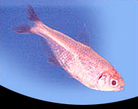 picture of Albino Buenos Aires Tetra Reg                                                                        Hemigrammus caudovittatus 'Albino'