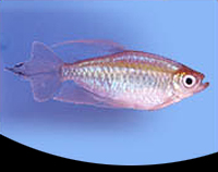 picture of Congo Tetra Sml                                                                                      Phenacogrammus interruptus