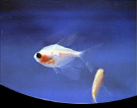 picture of Blushing Longfin White Skirt Tetra Reg                                                               Gymnocorymbus ternetzi 'Albino Blushing Longfin'