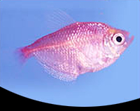 picture of Strawberry Painted Skirt Tetra Reg                                                                   Gymnocorymbus ternetzi 'Albino'