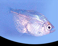 picture of Blueberry Painted Skirt Tetra Reg                                                                    Gymnocorymbus ternetzi 'Albino'