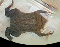 picture of Pipa Pipa Suriname Toad Med                                                                          Pipa pipa
