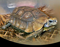 picture of Forest Hingeback Tortoise 5-6