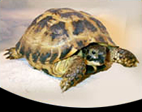 picture of Russian Tortoise 5-6