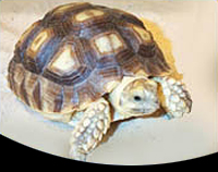 picture of African Spur Thigh Tortoise 4-5