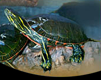 picture of Western Painted Turtle 5-6