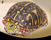 picture of Ornate Box Turtle 4-5