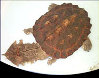 picture of Mata Mata Turtle 10-12