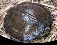 picture of Asian Leaf Turtle 5-6