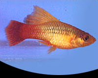 picture of Assorted Highfin Variatus Reg                                                                        Xiphophorus variatus